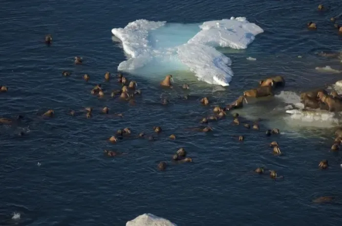 Framed Print : walrus, Odobenus rosmarus, herds resting and swimming around chunks of pack ice during Framed Print : walrus, Odobenus rosmarus, herds resting and swimming around chunks of pack ice during