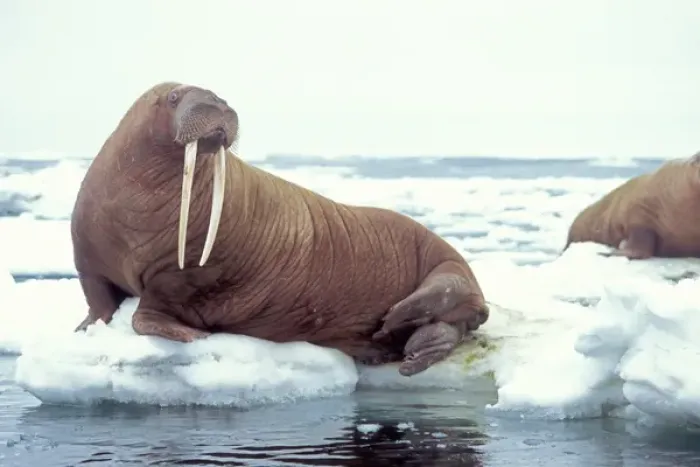 Framed Print : walrus, Odobenus rosmarus, on the pack ice, Bering Sea, Alaska Framed Print : walrus, Odobenus rosmarus, on the pack ice, Bering Sea, Alaska