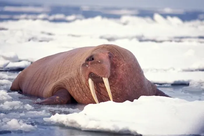 Framed Print : walrus, Odobenus rosmarus, on the pack ice, Bering Sea, Alaska