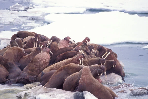 walrus, Odobenus rosmarus, on the pack ice of the Bering Sea, Alaska, aerial view