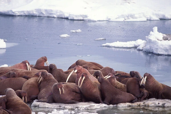 walrus, Odobenus rosmarus, on the pack ice of the Bering Sea, Alaska, aerial view