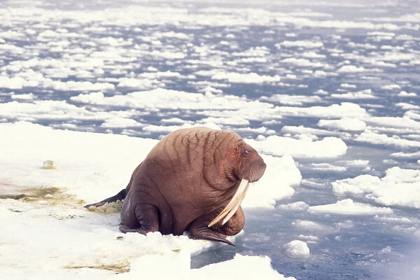 walrus, Odobenus rosmarus, on the pack ice, Bering Sea, Alaska