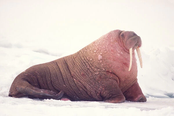 walrus, Odobenus rosmarus, on the pack ice, Bering Sea, Alaska