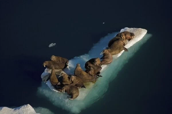 walrus, Odobenus rosmarus, resting on pack ice during spring breakup, Chuckchi Sea