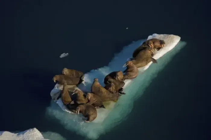 Framed Print : walrus, Odobenus rosmarus, resting on pack ice during spring breakup, Chuckchi Sea