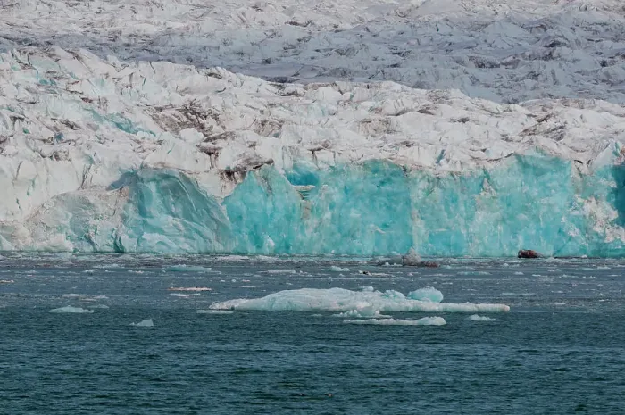Framed Print : Walruses in the distance on ice floe fronting a glacier on Kongsfjorden near Ny-Alesund. Kongsfjorden, Spitsbergen Island, Svalbard, Norway