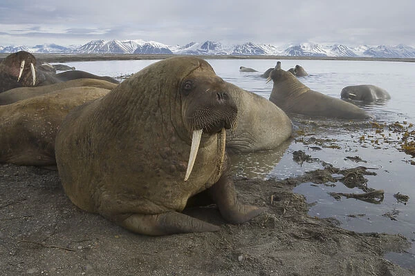 walruses on shore and in water (Odobenus rosmarus), June