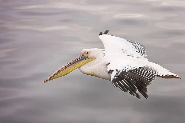 Walvis Bay, Namibia. Eastern White Pelican in flight over smooth water