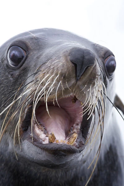 Walvis Bay, Namibia. Extreme Close-up of a Cape Fur Seal