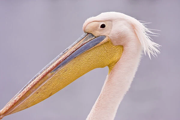Walvis Bay, Namibia. Head shot of Eastern White Pelican