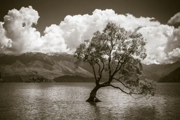 Framed Print : The Wanaka tree, Lake Wanaka, Otago, South Island, New Zealand