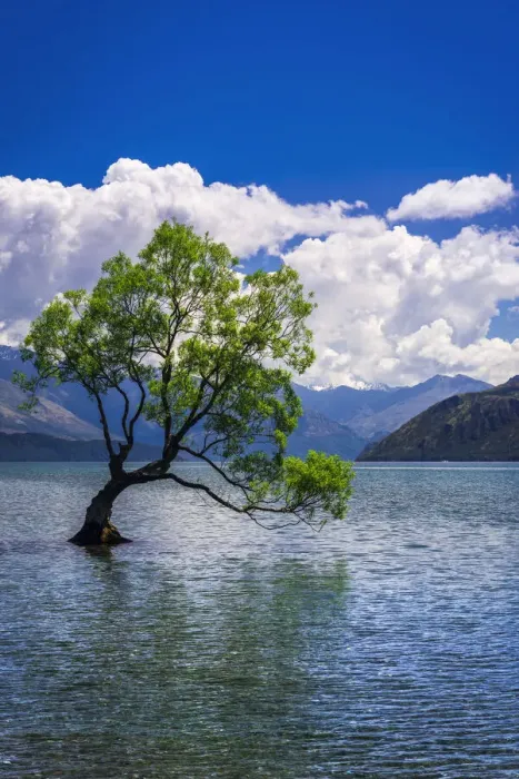 Framed Print : The Wanaka tree, Lake Wanaka, Otago, South Island, New Zealand Framed Print : The Wanaka tree, Lake Wanaka, Otago, South Island, New Zealand