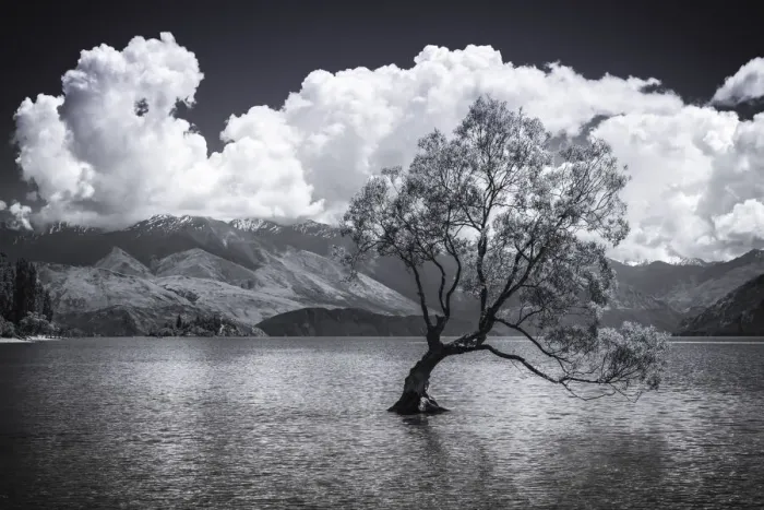 Framed Print : The Wanaka tree, Lake Wanaka, Otago, South Island, New Zealand Framed Print : The Wanaka tree, Lake Wanaka, Otago, South Island, New Zealand