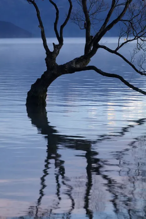 Framed Print : That Wanaka Tree reflected in Lake Wanaka, Otago, South Island, New Zealand