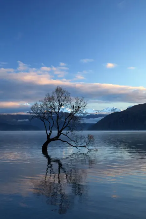 Framed Print : That Wanaka Tree reflected in Lake Wanaka, Otago, South Island, New Zealand