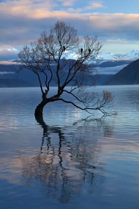 Framed Print : That Wanaka Tree reflected in Lake Wanaka, Otago, South Island, New Zealand Framed Print : That Wanaka Tree reflected in Lake Wanaka, Otago, South Island, New Zealand