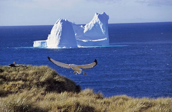 Wandering Albatross (Diomendea exulans) landing on their breeding island with iceberg in background