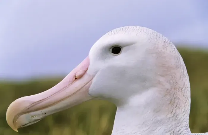 Framed Print : Wandering Albatross (Diomendea exulans) portrait, Island of South Georgia Framed Print : Wandering Albatross (Diomendea exulans) portrait, Island of South Georgia