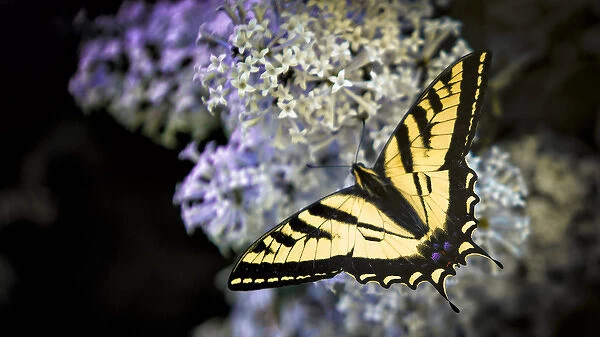 Wapiti Valley, Wyoming. Western Tiger Swallowtail Butterfly on Lilac Bush