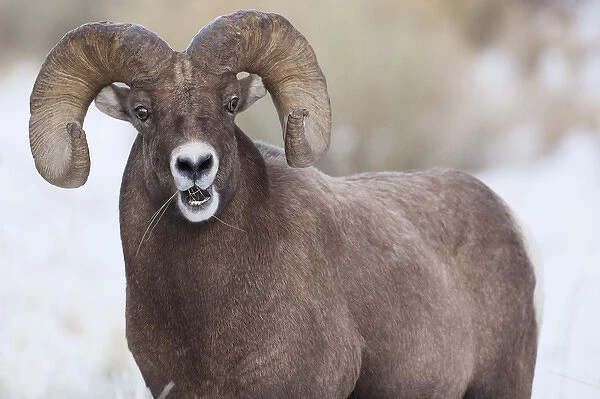 Wapiti, Wyoming. USA. Bighorn Sheep with grass in his mouth