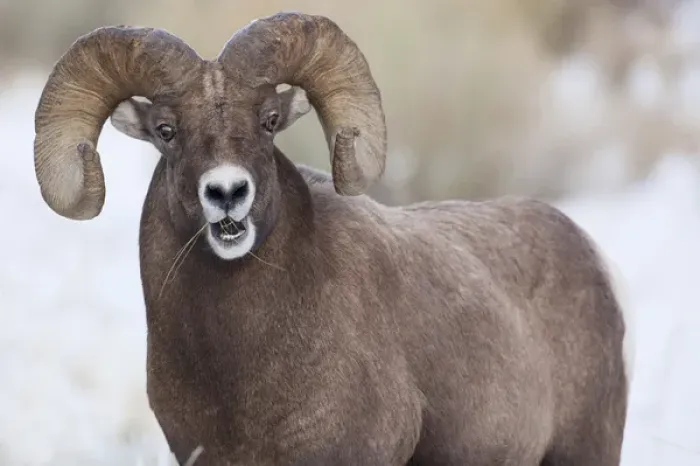 Framed Print : Wapiti, Wyoming. USA. Bighorn Sheep with grass in his mouth Framed Print : Wapiti, Wyoming. USA. Bighorn Sheep with grass in his mouth