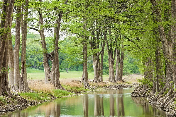 Waring, Texas, USA. Trees along the Guadalupe River in the Texas Hill Country