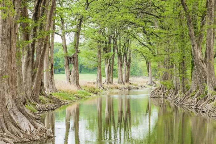 Framed Print : Waring, Texas, USA. Trees along the Guadalupe River in the Texas Hill Country