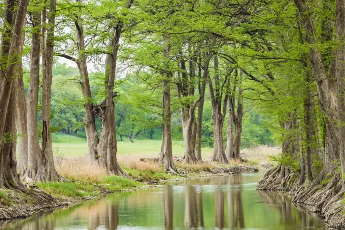 Framed Print : Waring, Texas, USA. Trees along the Guadalupe River in the Texas Hill Country Framed Print : Waring, Texas, USA. Trees along the Guadalupe River in the Texas Hill Country