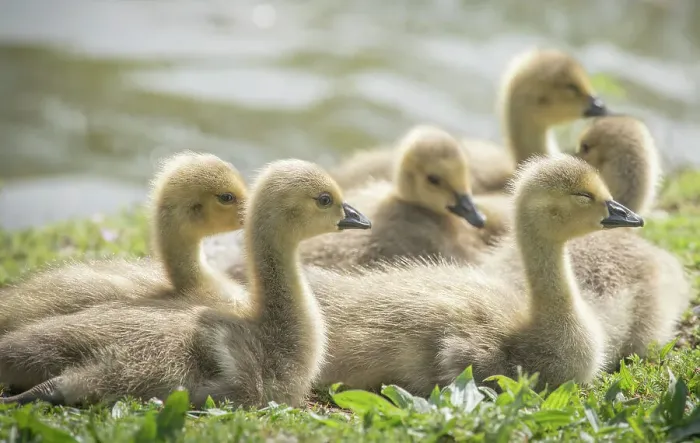 Framed Print : Warm and fuzzy Canada geese goslings crowd together Framed Print : Warm and fuzzy Canada geese goslings crowd together