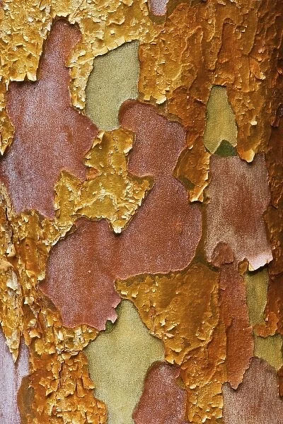 Washington Arboretum, Seattle Washington tree bark of Stewartia monadelpha a relative