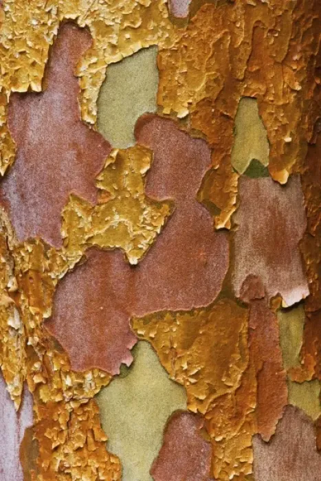 Framed Print : Washington Arboretum, Seattle Washington tree bark of Stewartia monadelpha a relative Framed Print : Washington Arboretum, Seattle Washington tree bark of Stewartia monadelpha a relative