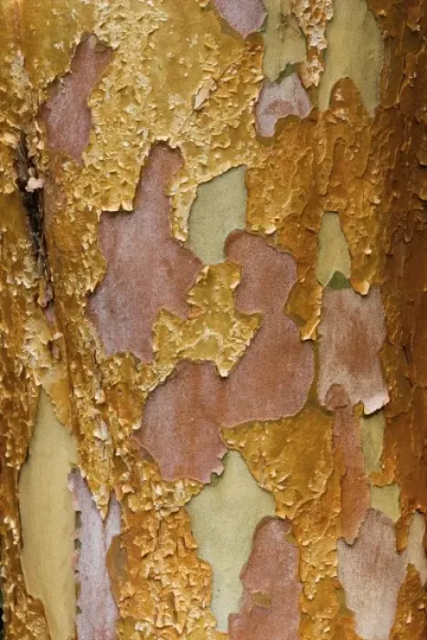 Framed Print : Washington Arboretum, Seattle Washington tree bark of Stewartia monadelpha a relative Framed Print : Washington Arboretum, Seattle Washington tree bark of Stewartia monadelpha a relative