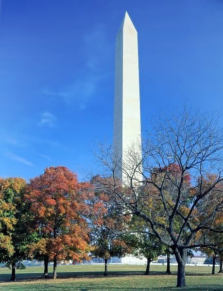 WASHINGTON, D. C. USA. Washington Monument rises above maple trees in autumn. National Mall