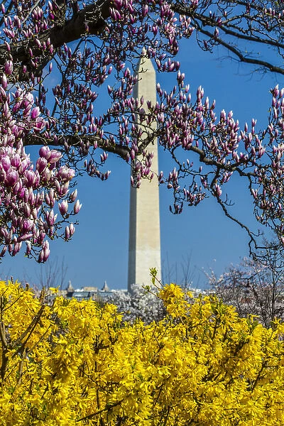Washington, DC. Distric of Columbia. Washington Monument springtime with Magnolia blooms