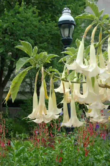 Framed Print : Washington, DC, Mary Livingston Ripley Garden, Angels Trumpets Framed Print : Washington, DC, Mary Livingston Ripley Garden, Angels Trumpets