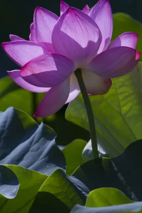 Framed Print : Washington, DC. Pink Lilly catches sunlight in a Lilly Pond
