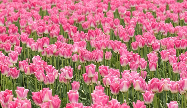 Washington, Mount Vernon. Tulip field