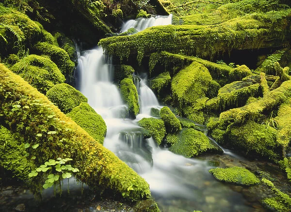 Washington, Olympic National Park, Waterfall over moss covered rock