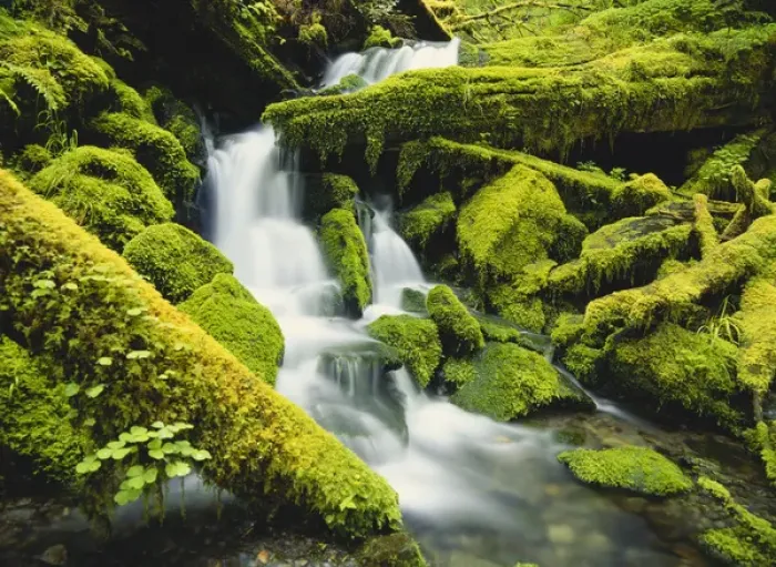 Framed Print : Washington, Olympic National Park, Waterfall over moss covered rock Framed Print : Washington, Olympic National Park, Waterfall over moss covered rock