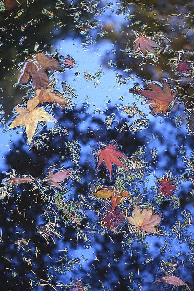 Washington Park Arboretum, autumn colors, Seattle, Washington State, USA