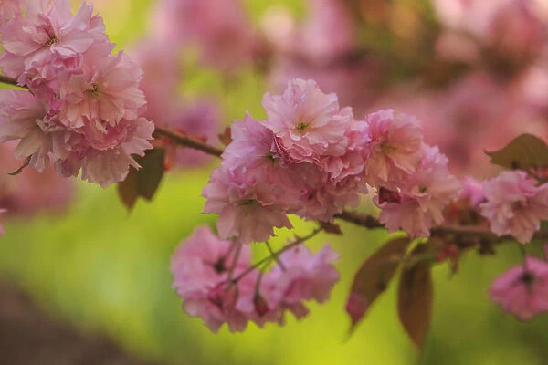 Washington Park Arboretum, spring blooms, Seattle, Washington State, USA
