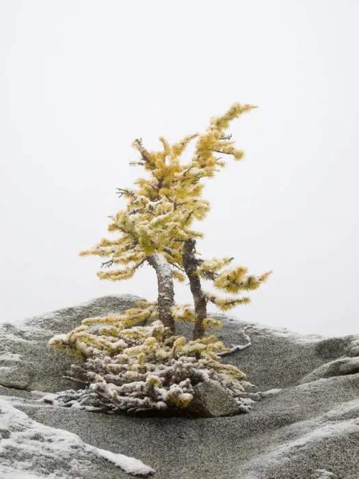 Framed Print : Washington State, Alpine Lakes Wilderness. Enchantment Lakes, larch trees and snow