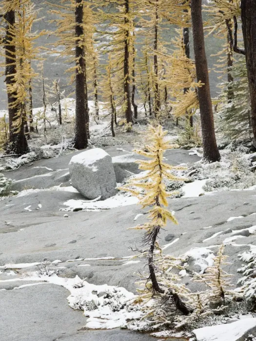 Framed Print : Washington State, Alpine Lakes Wilderness. Enchantment Lakes, snow-covered larch trees Framed Print : Washington State, Alpine Lakes Wilderness. Enchantment Lakes, snow-covered larch trees