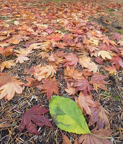 Washington State, Autumn colored maple leaves with green red alder leaf