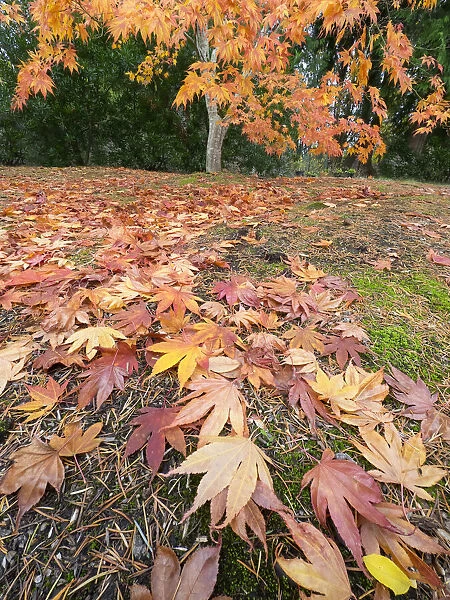 Washington State, Autumn Maple leaves