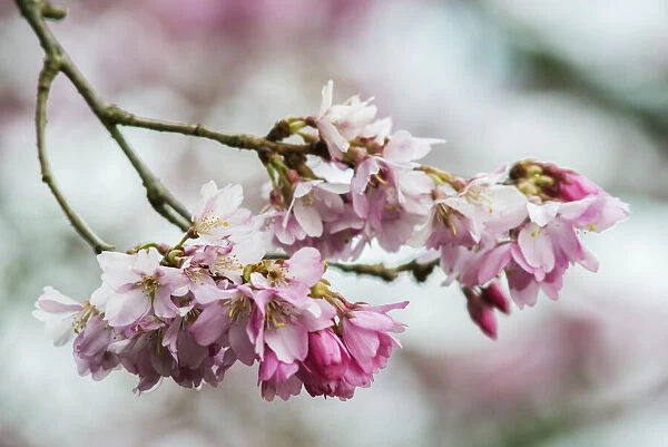 Washington State, Bellevue. Cherry blossoms