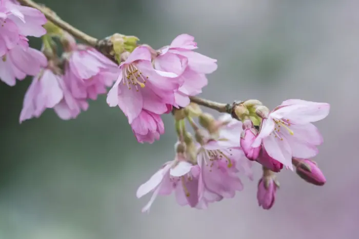 Framed Print : Washington State, Bellevue. Cherry blossoms