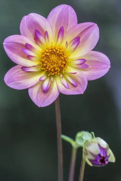 Framed Print : Washington State, Bellevue. Dahlia