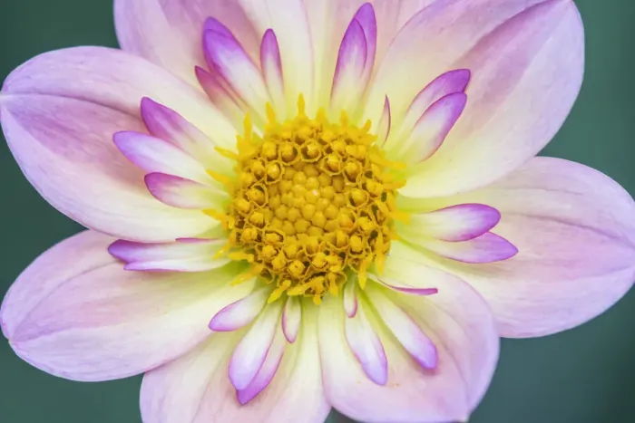 Framed Print : Washington State, Bellevue. Dahlia Framed Print : Washington State, Bellevue. Dahlia