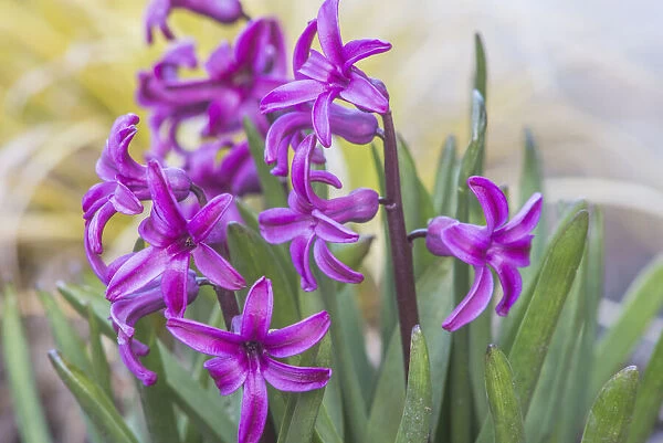 Washington State, Bellevue. Hyacinth